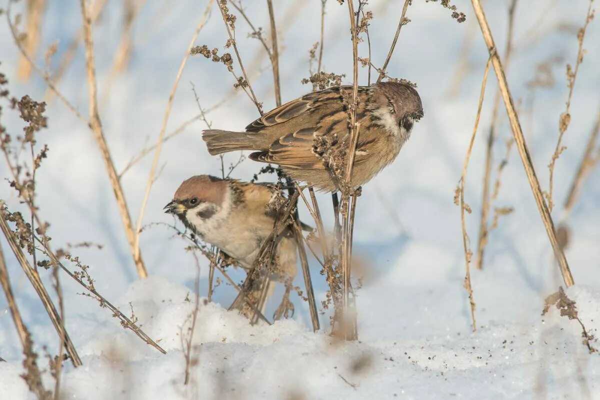 Воробей 6 7. Домовый Воробей самец и самка. Полевой Воробей самка. Домовый Воробей и полевой Воробей. Полевой Воробей самка и самец.