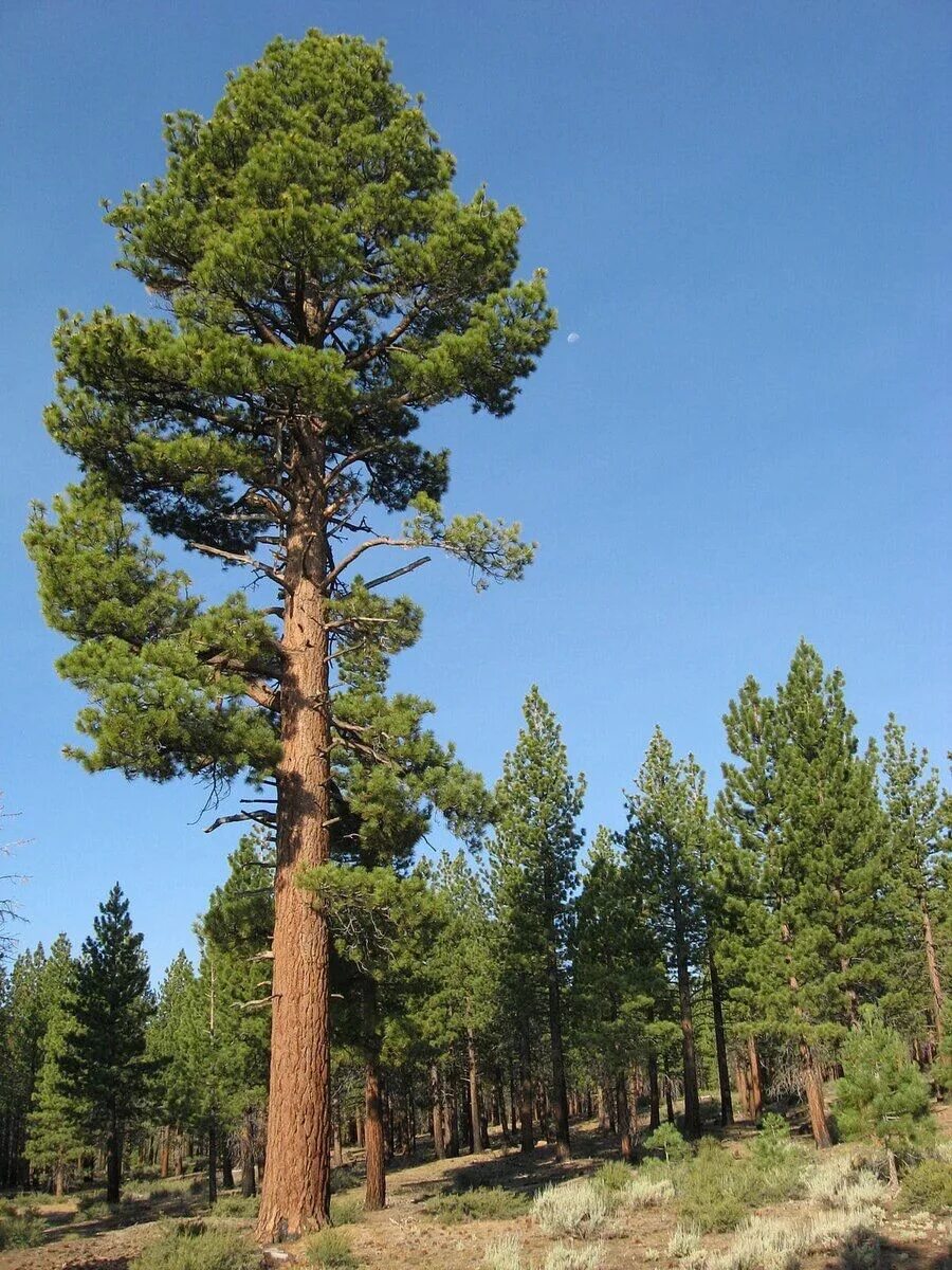 Высокое хвойное. Сосна Кедровая Pinus sibirica. Pinus Sylvestris сосна Лесная. Сосна обыкновенная Пинус. Сосна обыкновенная "Jeffrey".