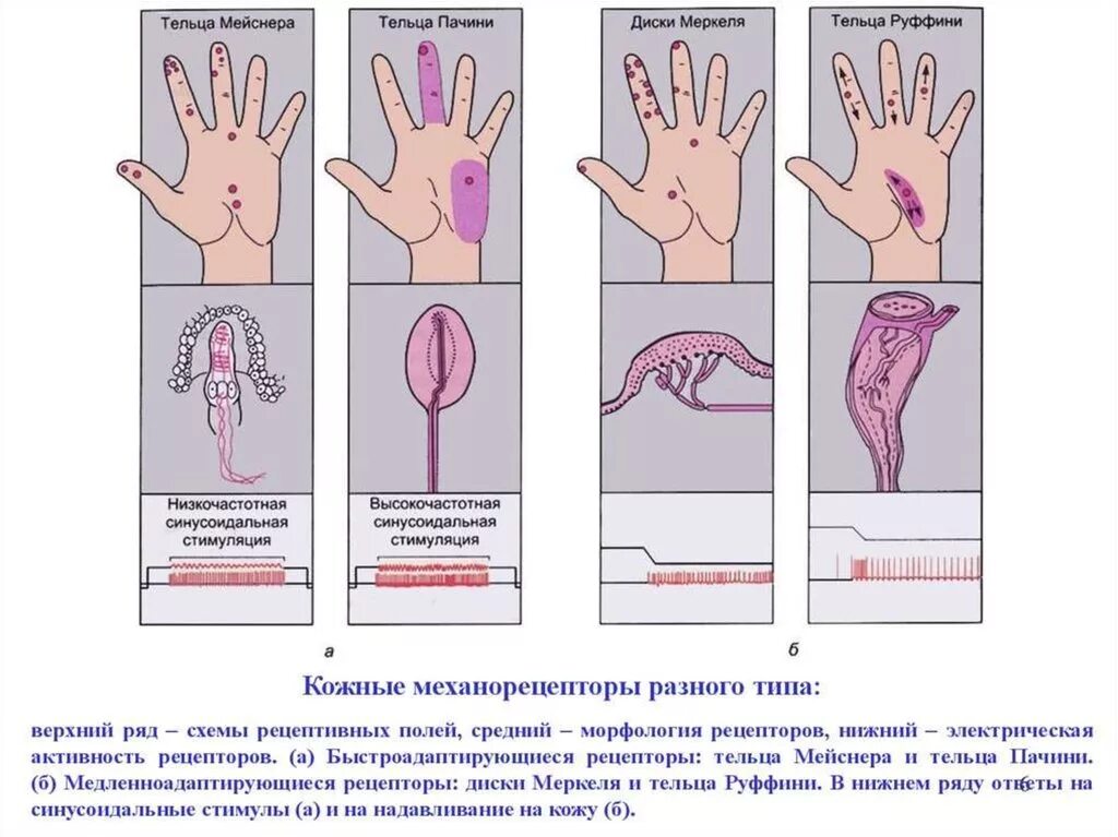 Тельца Мейснера и Пачини. Тельца Мейснера и Меркеля. Тельца фатера Пачини гистология, Руффини. Тельце Мейснера и фатера Пачини.