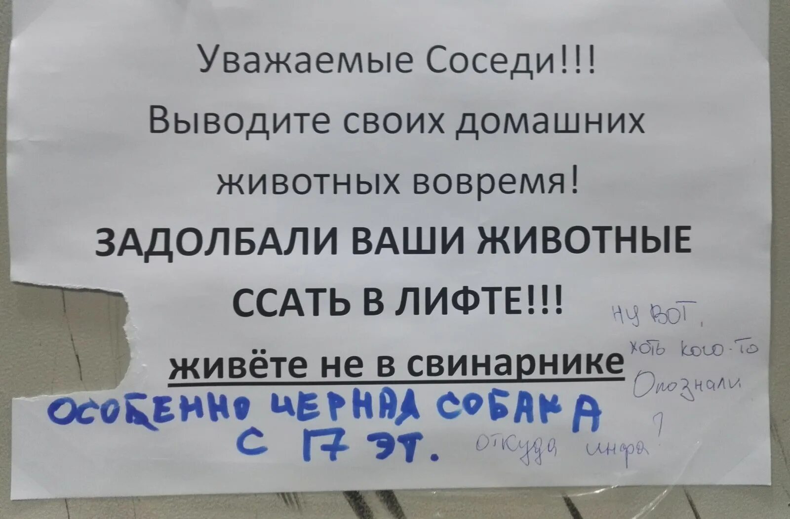 Соседи будьте добрее. Объявление для соседей. Объявление для собачников. Прикольные объявления в лифте. Объявление в лифт о собаках.