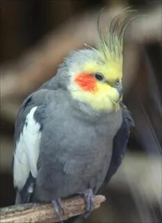 Фотография кореллы