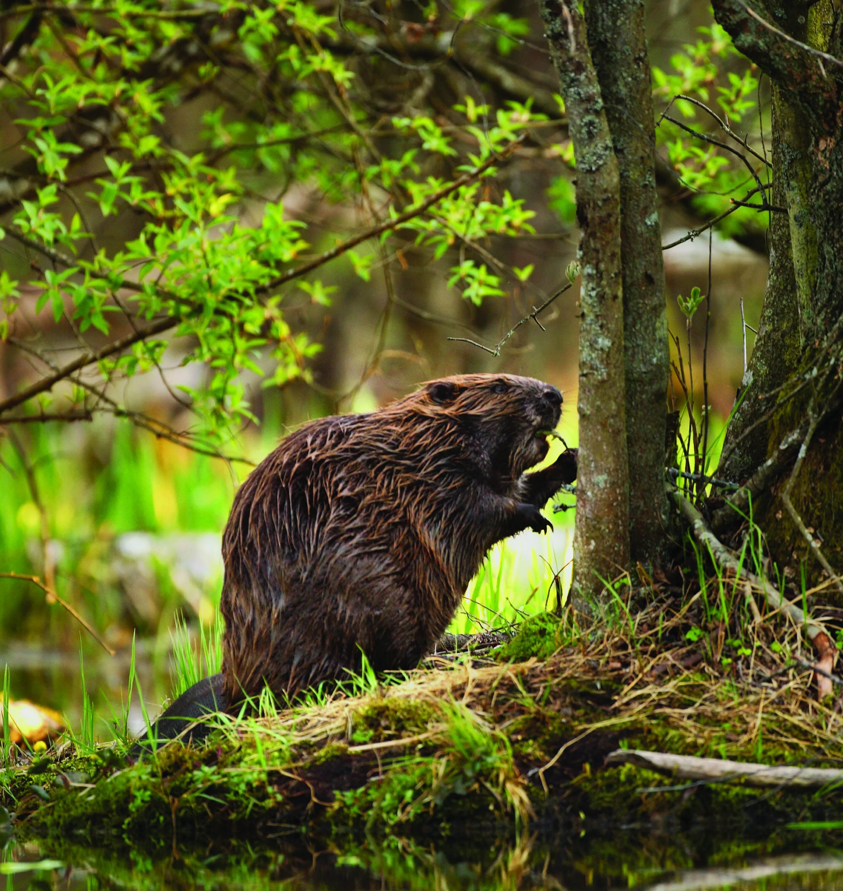 Самка бобра. Бобр Речной обыкновенный. Канадский Бобр (Castor canadensis). Европейский Речной Бобр. Красивые бобры.