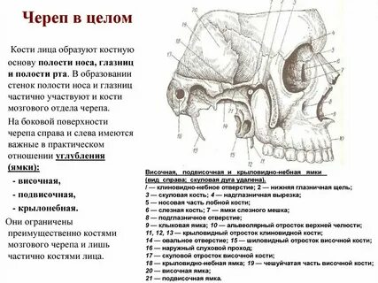 Черепные ямки полость носа полость рта