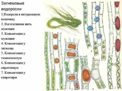 Спирогира это какая водоросль