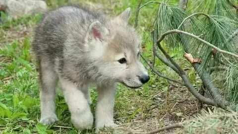 Новая Каховкада секс онлайн