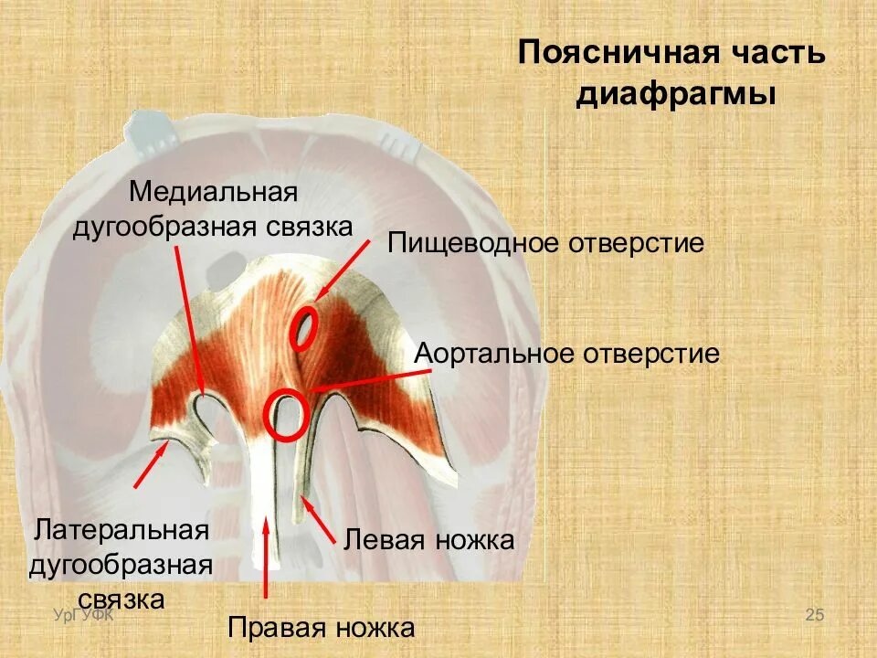 Отдельный отверстие. Правой медиальной ножкой диафрагмы. Латеральная дугообразная связка диафрагмы. Левая ножка поясничной части диафрагмы. Медиальная и латеральная дугообразные связки диафрагмы.