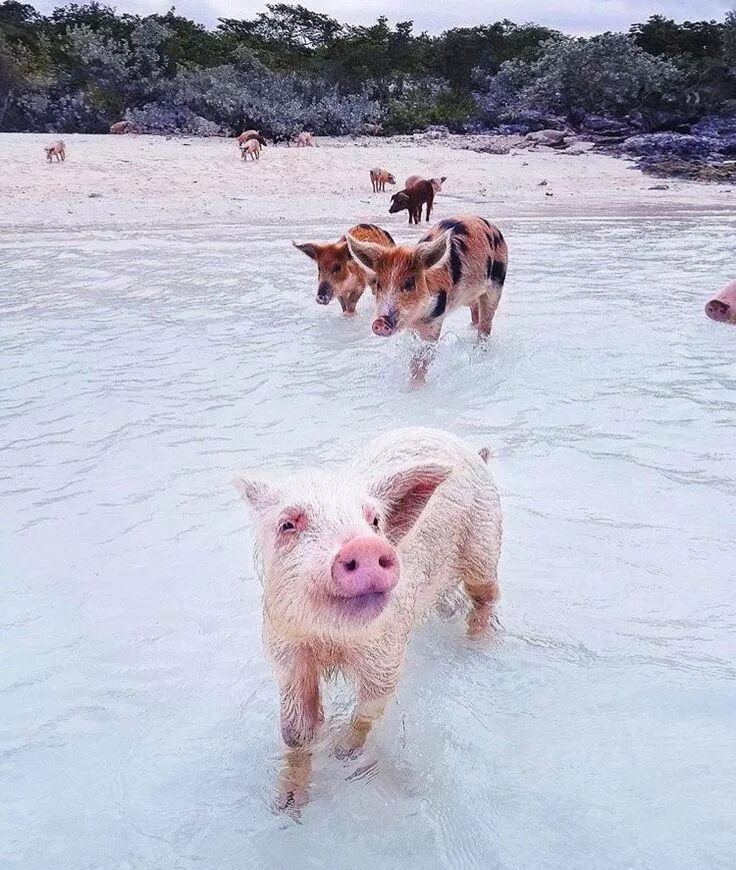 Остров со свиньями. Пиг-бич багамские острова. остров пиг бич. pig beach багамы. водоплавающие свиньи багамы.