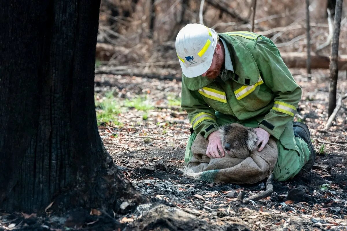 Спасение коал Австралии от пожара. Лесные пожары в Австралии коалы. Спасение диких животных. Спасение пострадавших диких животных. Как человек помогает лесу