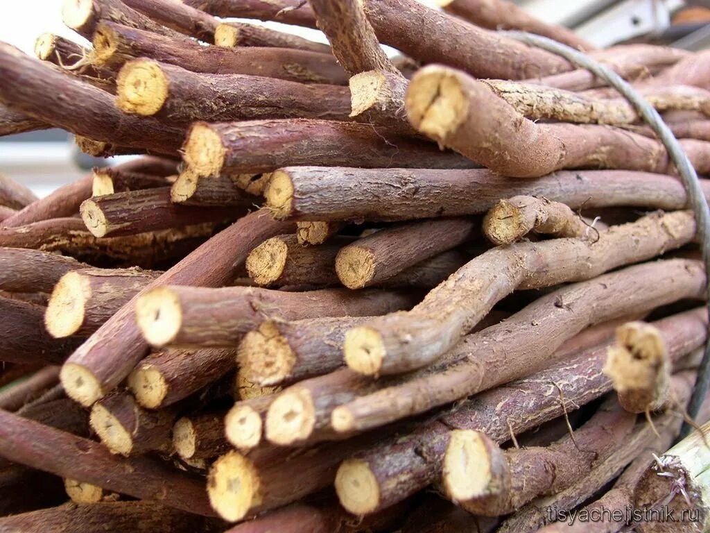 Корень солодки (Licorice roots). Лакрица корень солодки. Корень солодки растение. Корень солодки, Солодка Уральская, лакричник. Лакрица растение