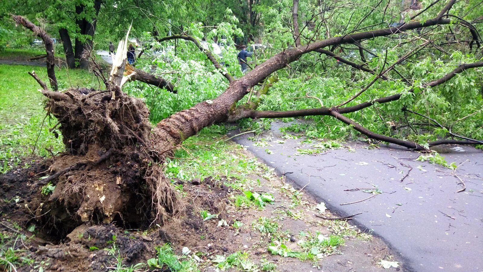 Фото упавших деревьев