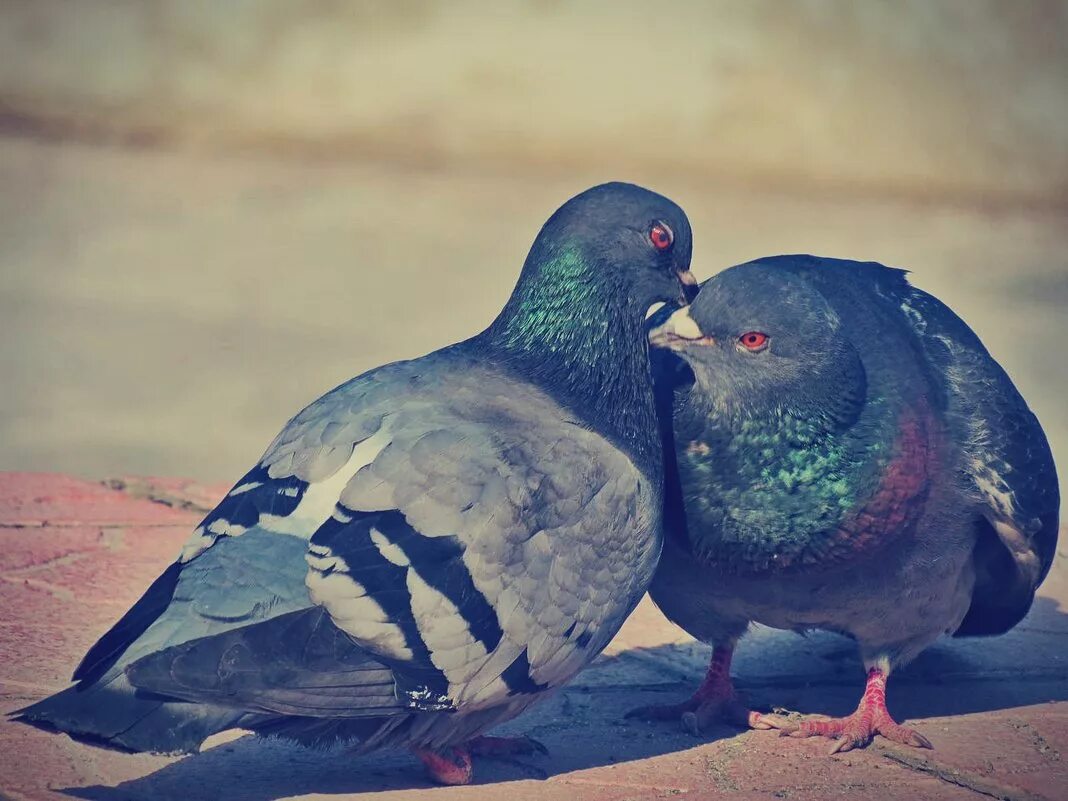 Голубь. Голуби воркуют. Милые голуби. Самые милые голуби. Птица голубь.