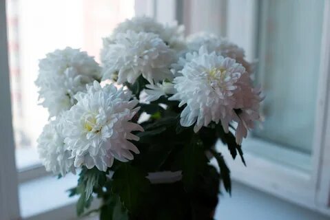 Уход за хризантемами в вазе