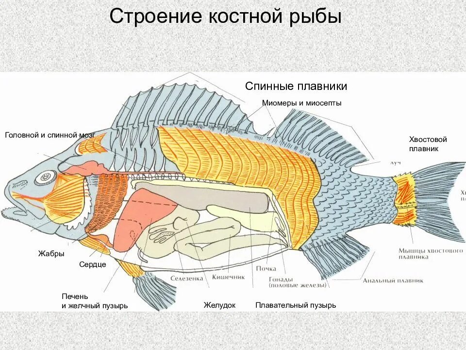 Внутреннее строение карася. Внутренне строение костистой рыбы. Внутреннее строение костной рыбы. Нервная система костных рыб таблица. Внутреннее строение костистой рыбы.