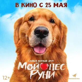 Мой пес руни