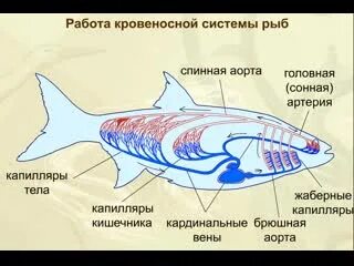 Система рыб представлена