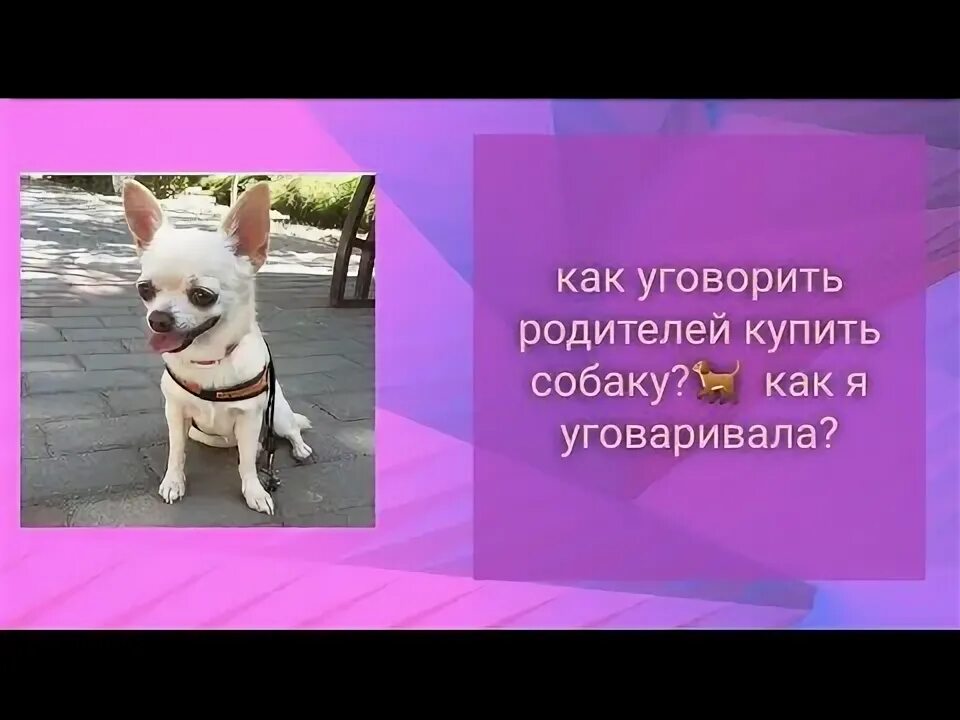 Как уговорить маму на собаку. Как упросить родителей купить собаку. Как можно уговорить родителей купить собаку. Как выпросить у родителей собаку. Как убедить родителей завести собаку.