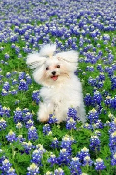 Spring animals. Happy puppy. puppy spring. animal flower. spring pups.