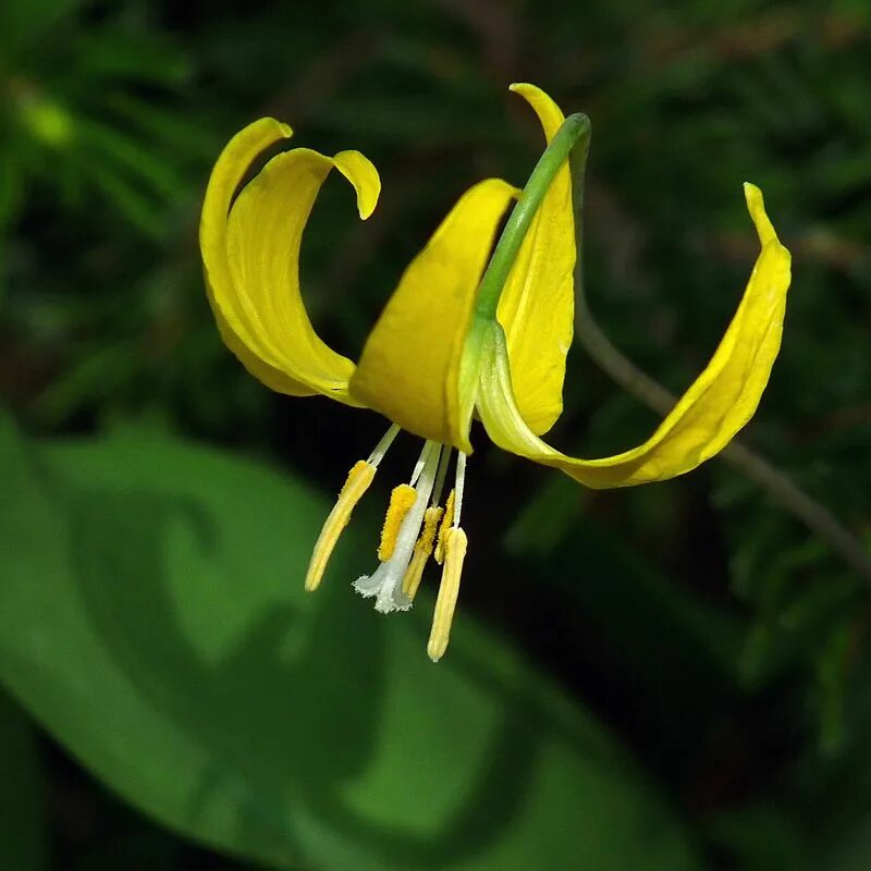 Эритрониум. Кандык (Erythronium). Erythronium grandiflorum. Эритрониум Кандык. Кандык Европейский.