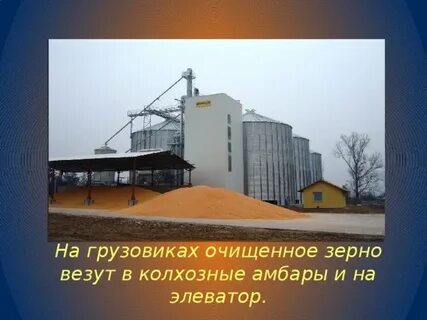 На элеватор привезли 146 машин зерна