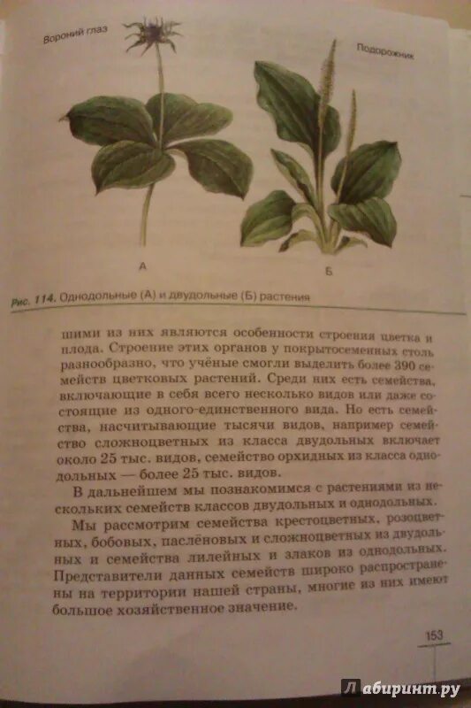 Пасечник многообразие покрытосеменных. Биология. 6 Класс. Учебник. Справочник биология 6 класс. Биология 6 класс учебник растения. Биология 6 класс учебник Пасечник.