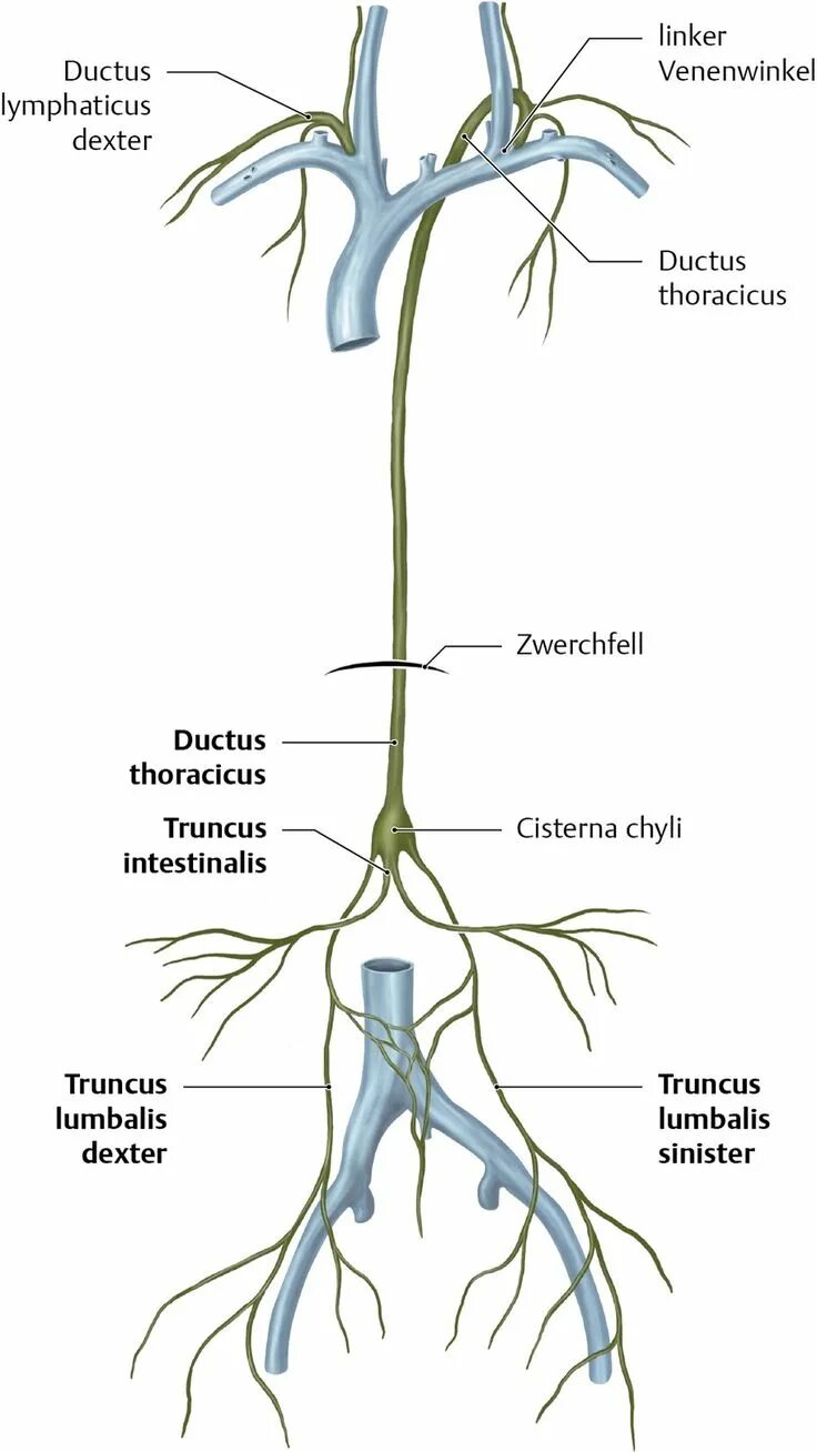 Грудной лимфатический проток схема. Грудной проток анатомия. Ductus thoracicus. Грудной проток лимфатической системы схема.