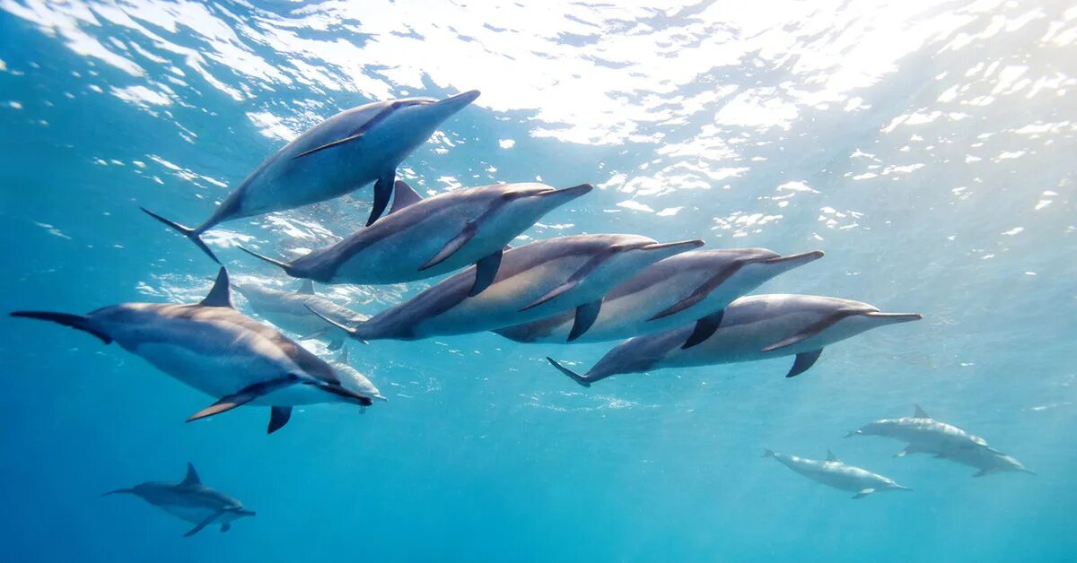 Дельфин издает звуки. Дельфины. Дельфины стая. Стая дельфинов в море. Дельфины фото.
