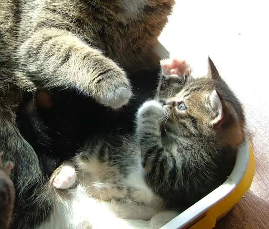 Мама кошка. Заботливая кошка. Кошка учит котят. Мама кошка учит котенка. Почему кошки мам мам