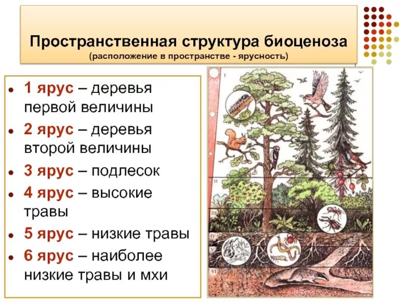 Каком природном сообществе наибольшее число надземных ярусов. Ярусность лесного биоценоза. Пространственная структура биоценоза ярусность. Ярусность в биоценозе лиственного леса. Структура биоценоза ярусность.