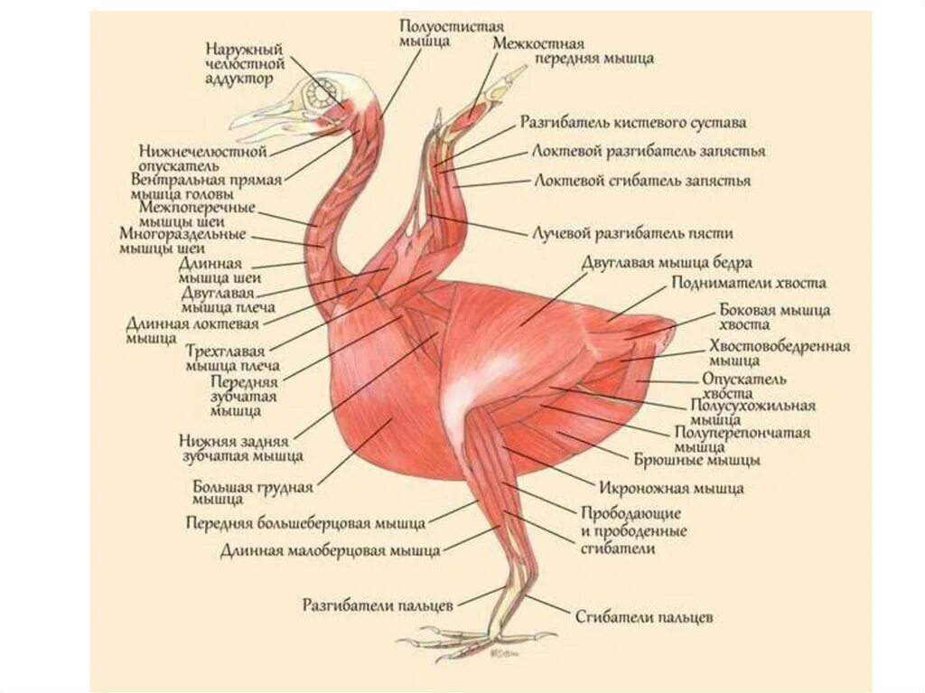 Мышцы птиц. Мышцы птицы анатомия. Строение птицы. Грудные мышцы птиц. Особенности расположения строения и работы мышц птиц