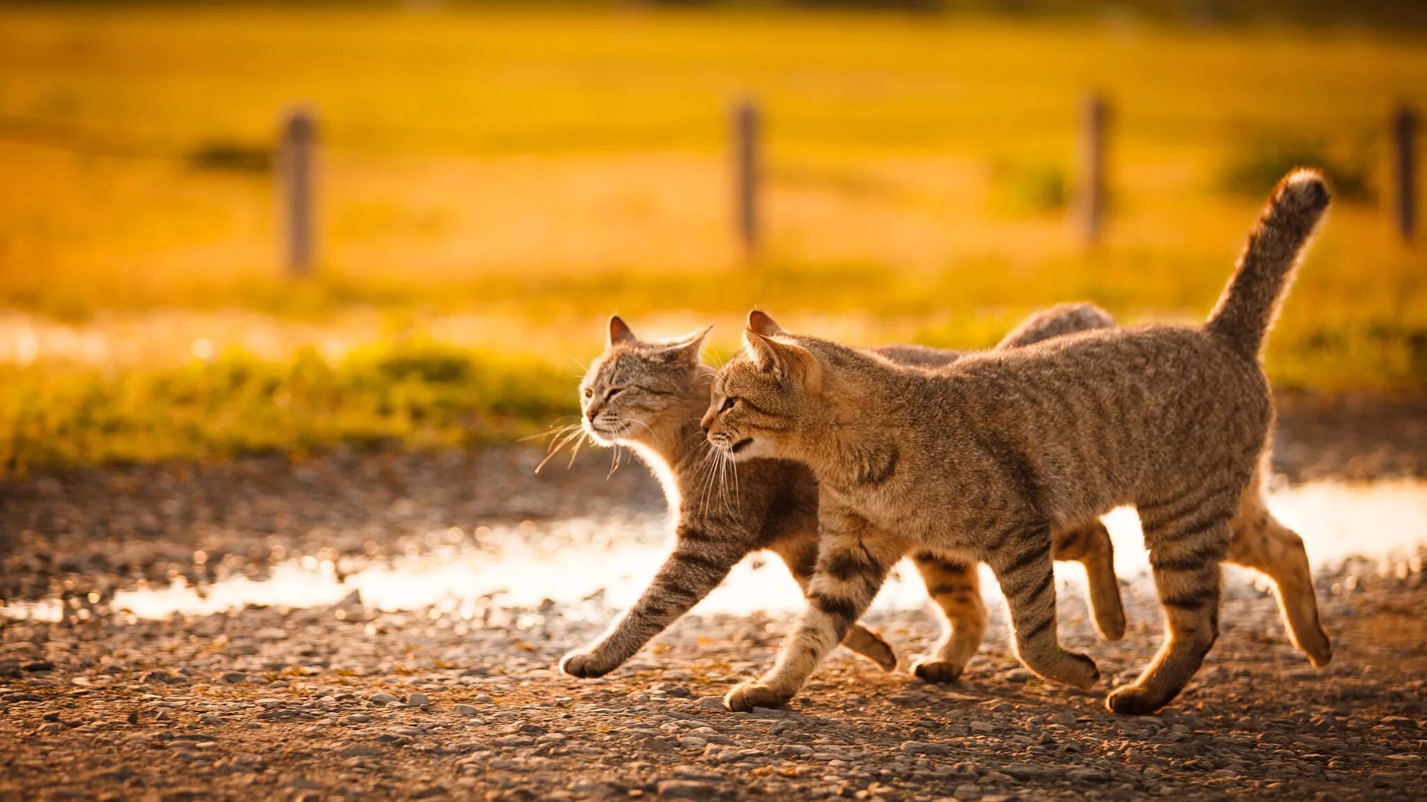 Кот шагает. Кошки. Кошка идет. Кошка в поле. Котик бежит.