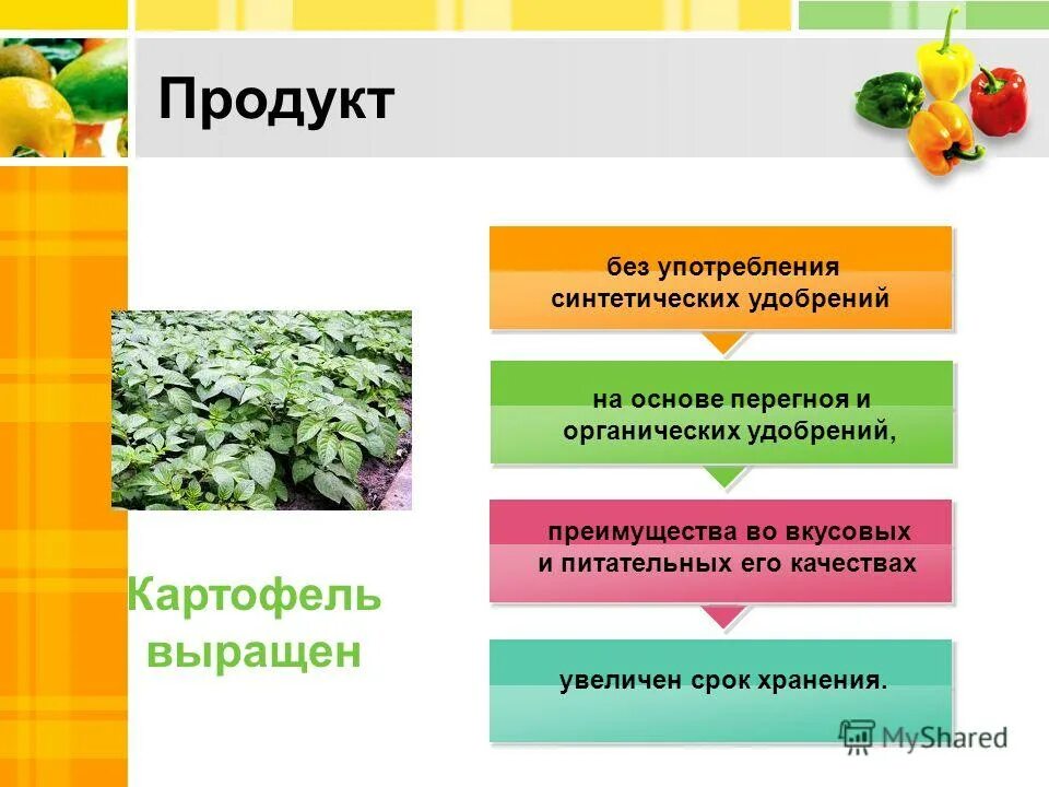 биологические особенности и агротехника. вегетация сафлора. кущение оз пшеницы. двухстрочная посадки земляники. синтез удобрений.