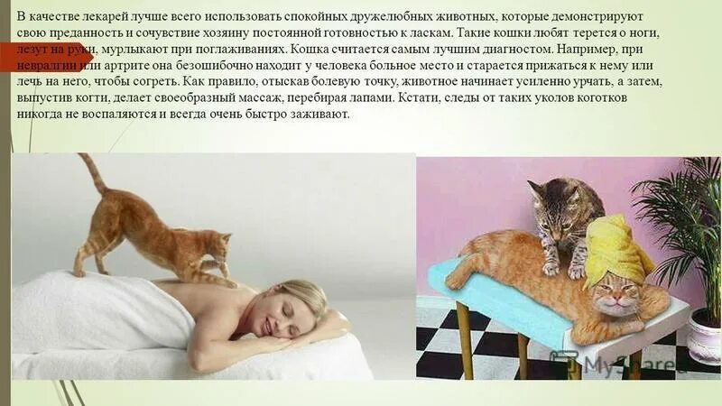 Кот мурлычет. Кот мурчит и перебирает лапами. Почему коты мнут лапами и мурлыкают. Почему кот топчется передними лапами. Почему коты топчутся лапами