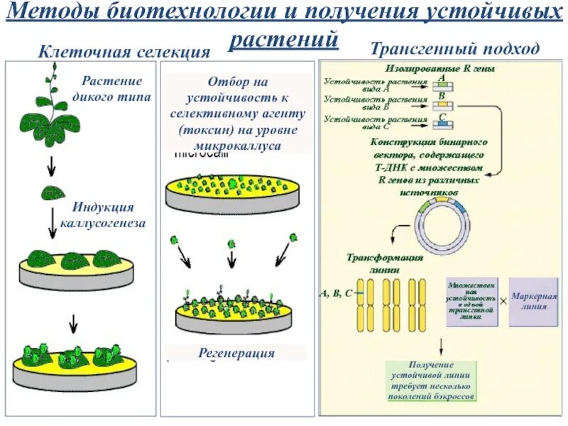 Методы клеточной биотехнологии в селекции растений. Алгоритм селекции растений. Схема получения культуры ткани растительных клеток. Методы клеточной селекции растений презентация.