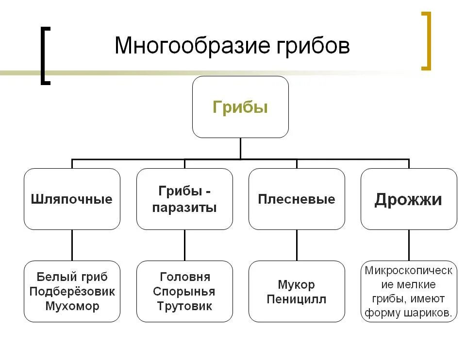 Классификация грибов 5 класс биология таблица. Многообразие грибов 5 класс биология. Многообразие грибов 5 класс биология таблица. Царство грибы 5 класс биология таблица.