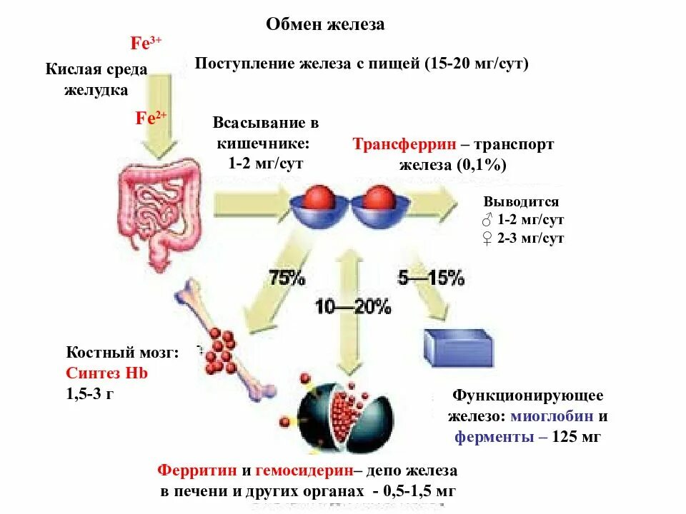 Обмен железа в печени. Патогенез железодефицитной анемии схема. Механизм развития жда. Схема патогенеза анемий. Патогенез развития жда.