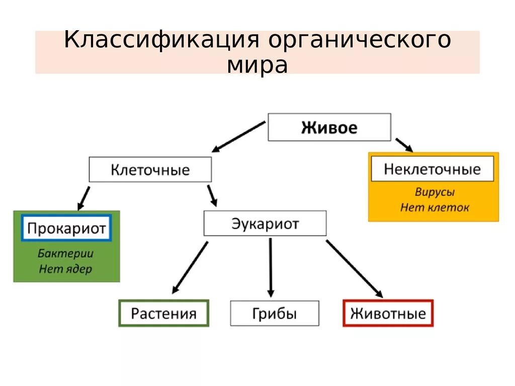 Что является органическими миром