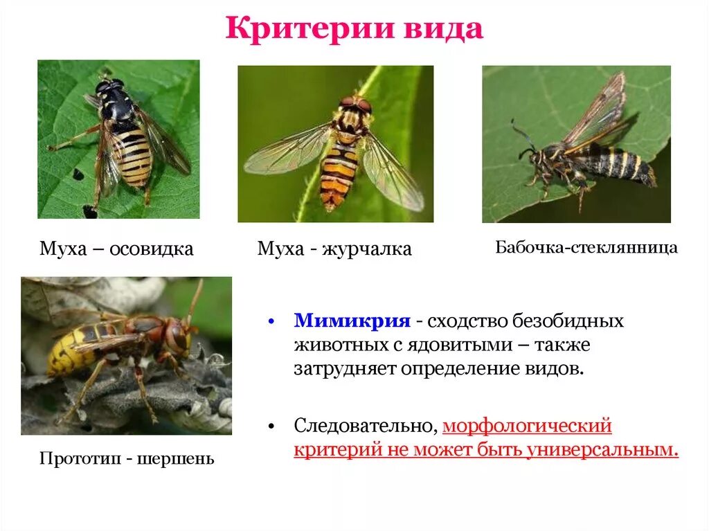 Муха осовидка Мимикрия. Бабочка стеклянница Мимикрия. Муха журчалка и Оса Мимикрия. Муха журчалка личинка.