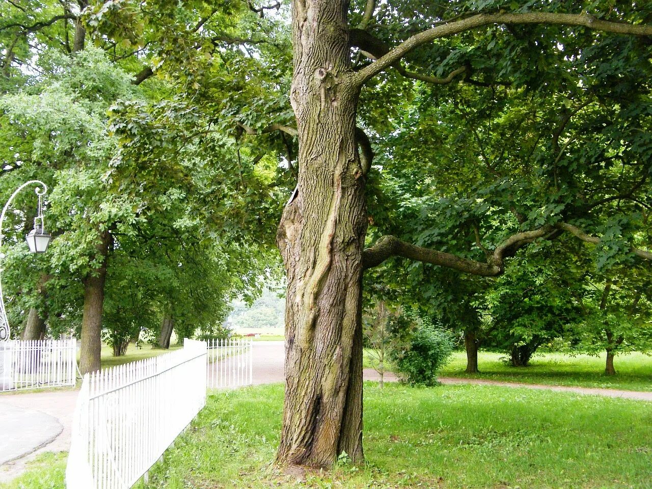 Вид городских деревьев. Дендрология липа. Таганрогский городской парк дерево гинкго. Деревья в городе. Старые деревья в городе.