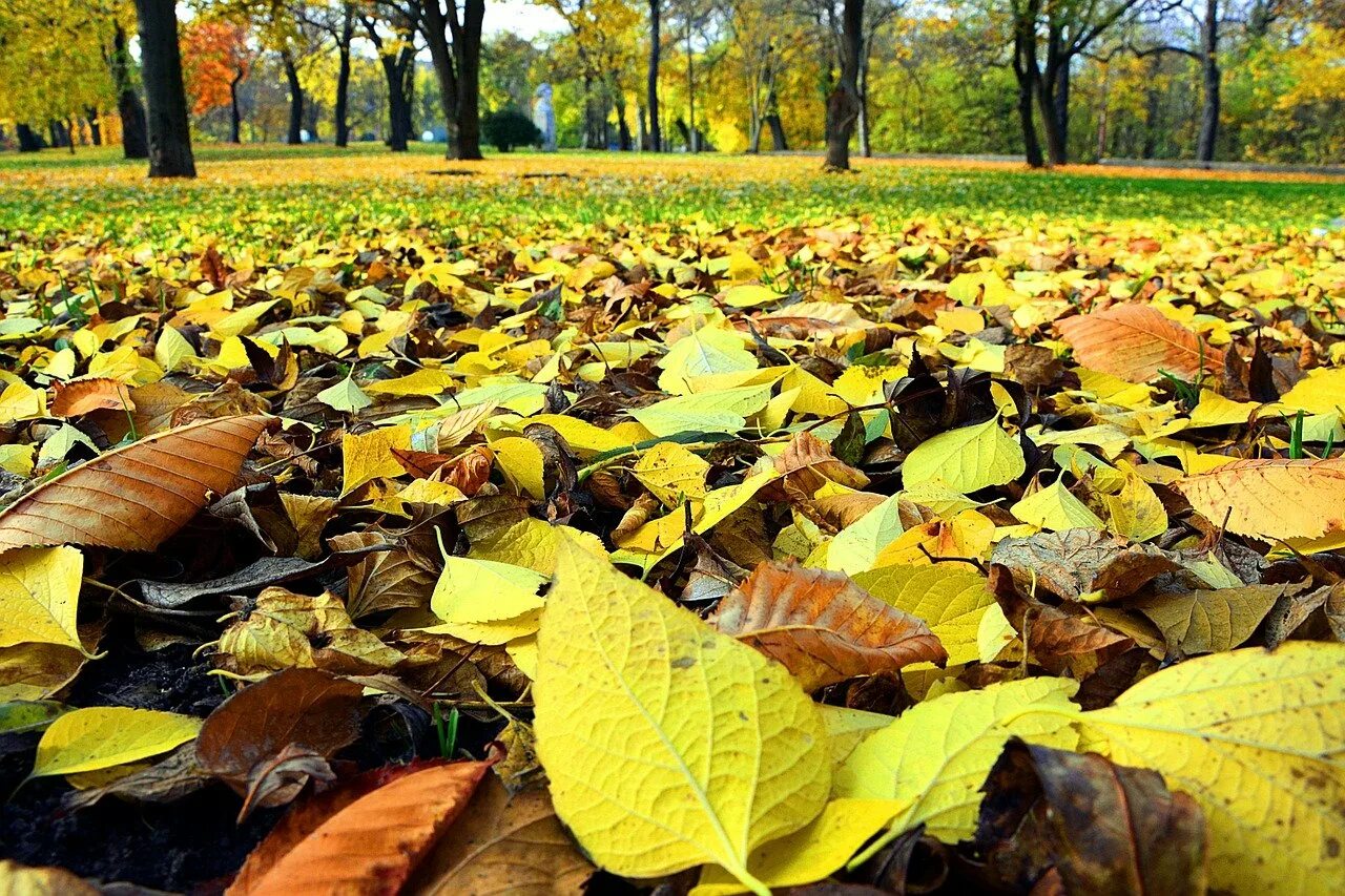 Осенняя листва. Осень листья. Опавшая листва. Осенние листья на земле. Ворох желтых листьев