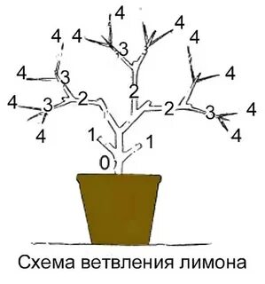 Сформировать