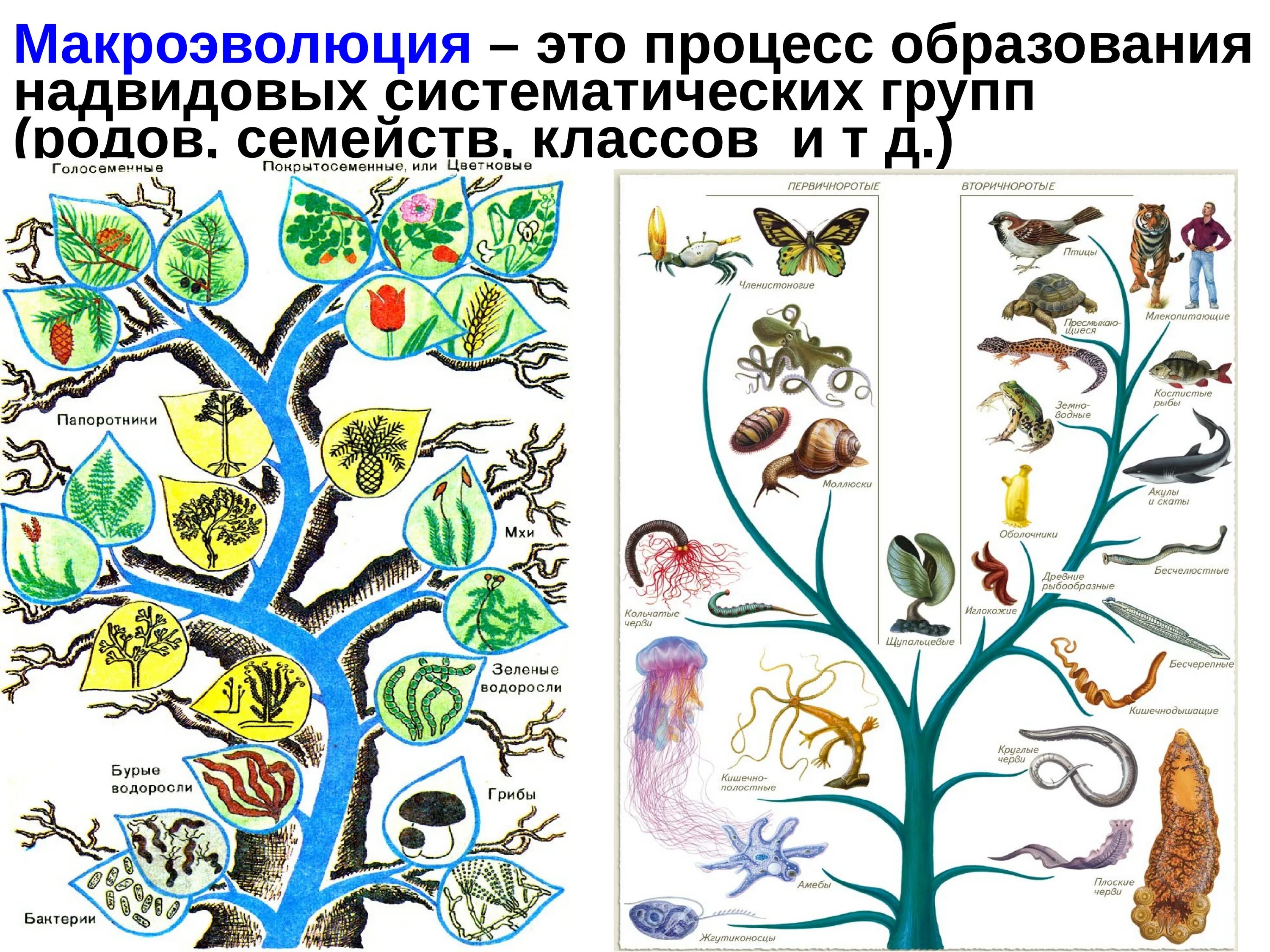 Эволюционная биология это. Макроэволюция. Эволюция животных. Макроэволюция основные направления эволюционного процесса. Эволюция природы.