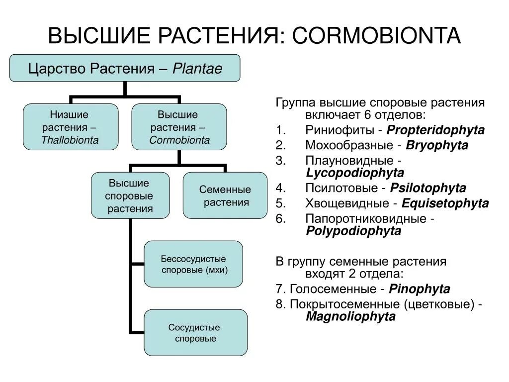 Систематика высших растений. Классификация высших растений. Высшие группы растений. Систематика споровых растений.