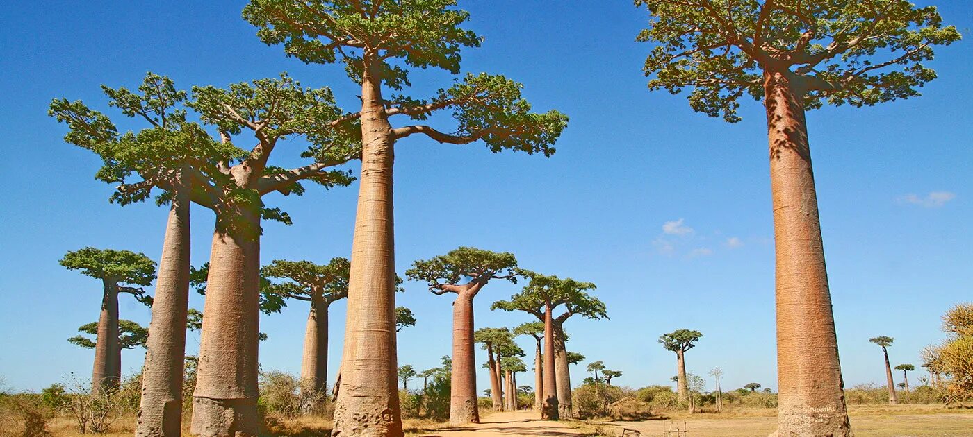 Для какой природной зоны характерно дерево баобаб. Баобаб Мавритания. Баобаб мадагаскарский. Мадагаскар баобаб мать леса. Мадагаскар Страна.