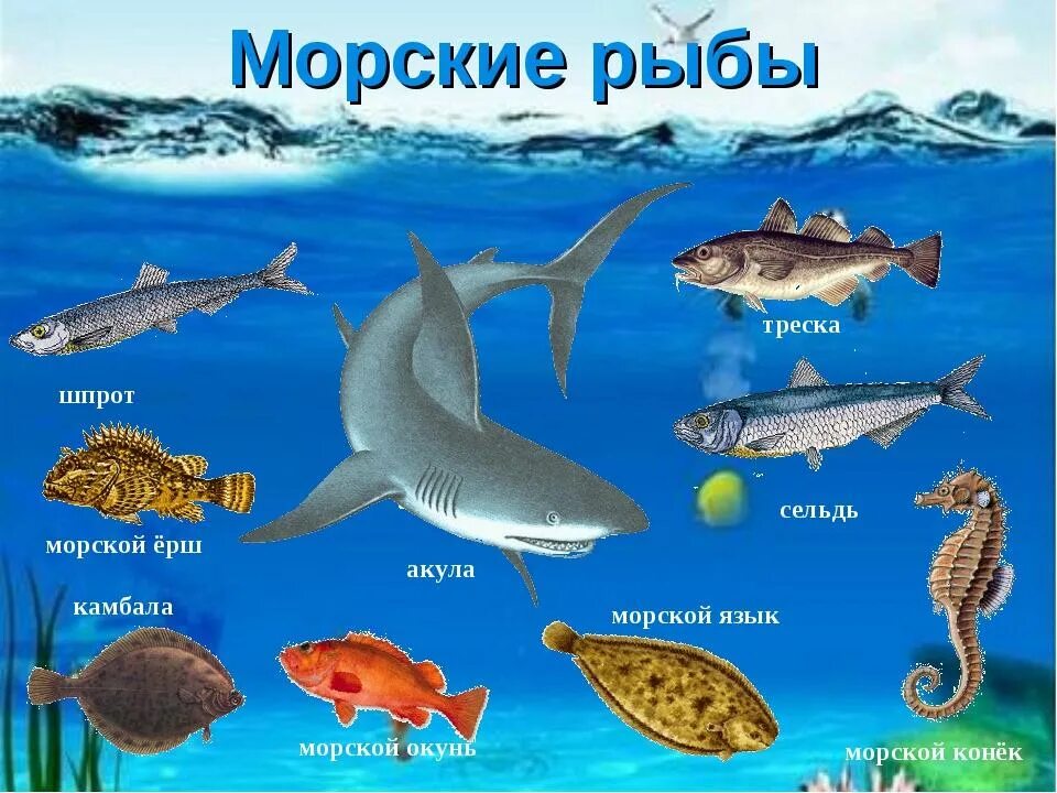 Речные морские обитатели. Морская рыба названия. Морские и речные обитатели. Морские рыбы разнообразие. Водные обитатели названия.