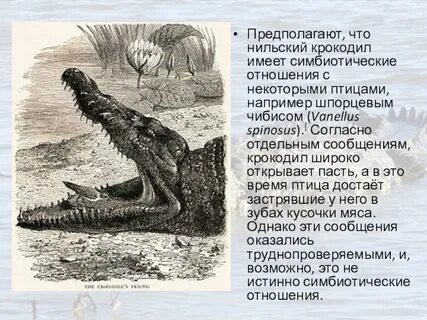 Крокодилы 7 класс