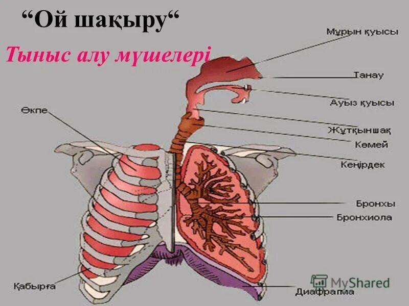 Тыныс алу жүйесінің. Тыныс алу мүшелері презентация. Картинка тыныс алу мүшесі. Тыныс алу процесі презентация. Niysi.