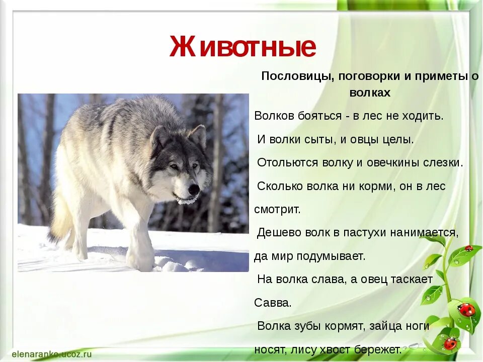 Текст волк и собака