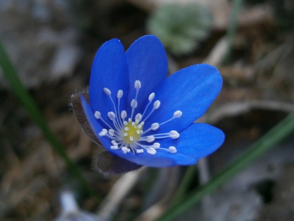 Родные перелески. Печеночница голубая. Печеночница благородная (hepatica Nobilis). Печеночница Лесная голубая. Печеночница Нобилис синяя.