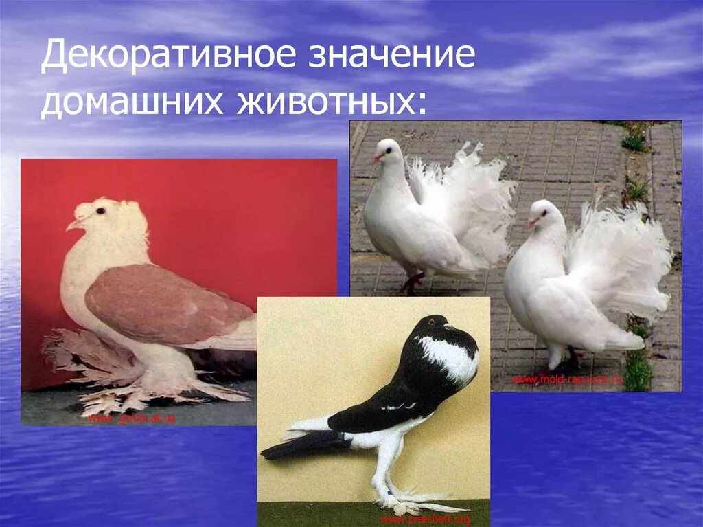 Примеры разного использования декоративных животных. Декоративное значение домашних животных. значение селекции животных. декоративные животные окружающий мир. декоративные животные презентация.