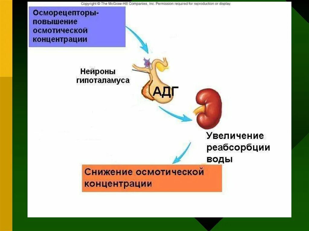 Орган выполняющий функцию сокращения. Центральные осморецепторы. Осморецепторы гипоталамуса. Осморецепторы локализация. Осморецепторы функции.